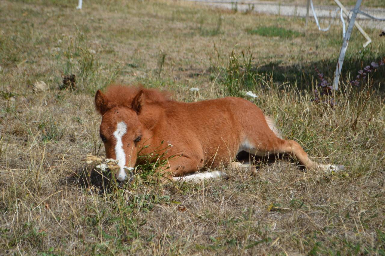 Poney