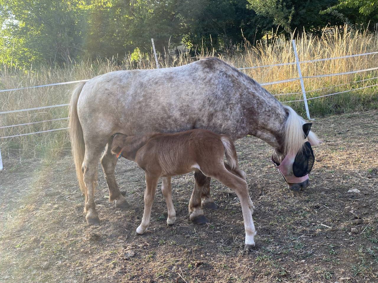 Poney