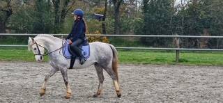 ? &Agrave; VENDRE - HELIOTT - Poney D de 1m47 - 9 ans?