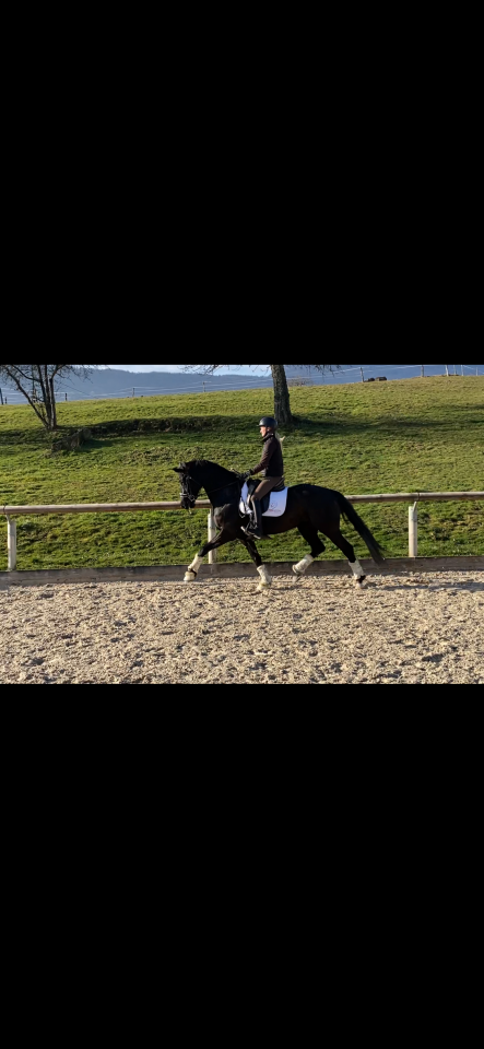 Jument dressage  6 ans 