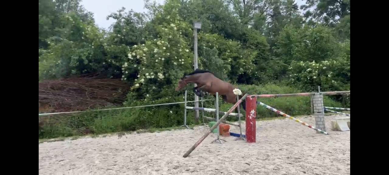 M&acirc;le de 3 ans 