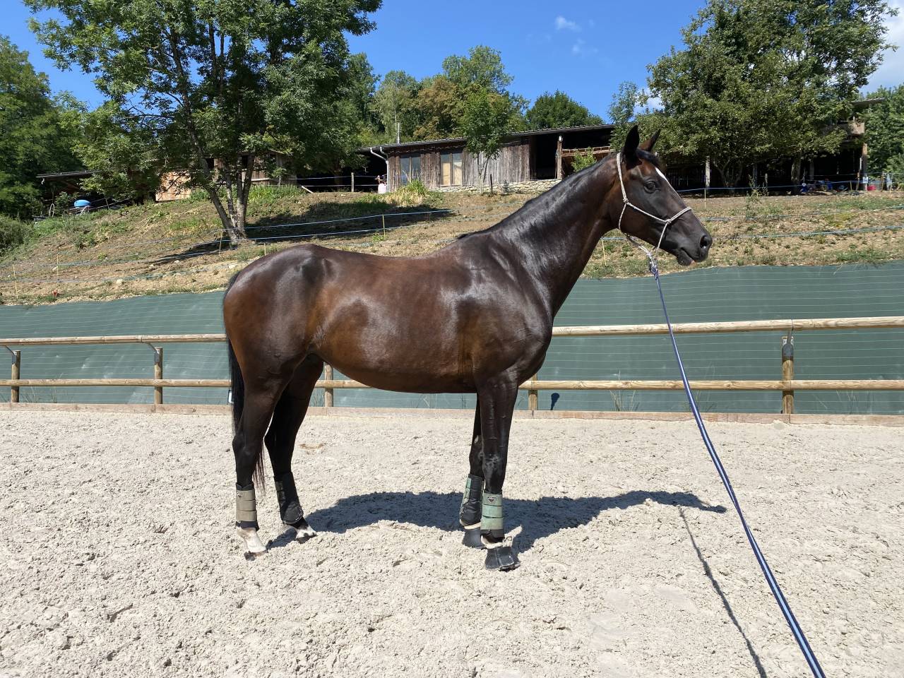 Magnifique jument 6 ans 