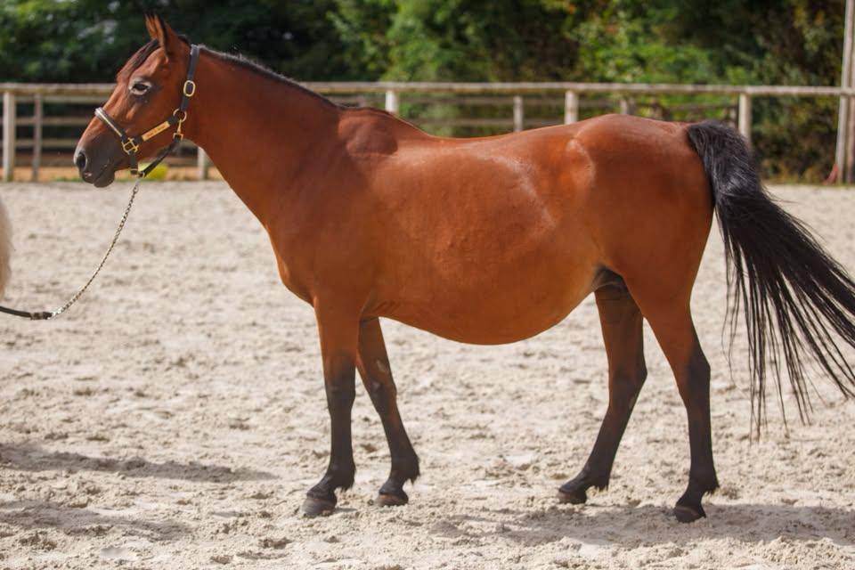 Ponette poulini&egrave;re New forest import&eacute;e de grande bretag