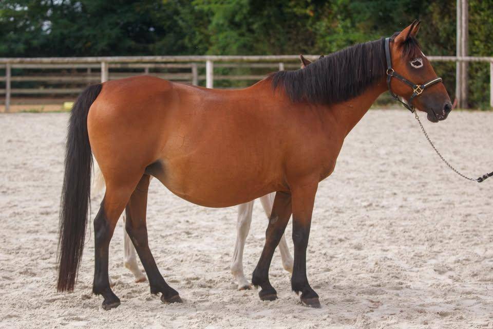 Ponette poulini&egrave;re New forest import&eacute;e de grande bretag