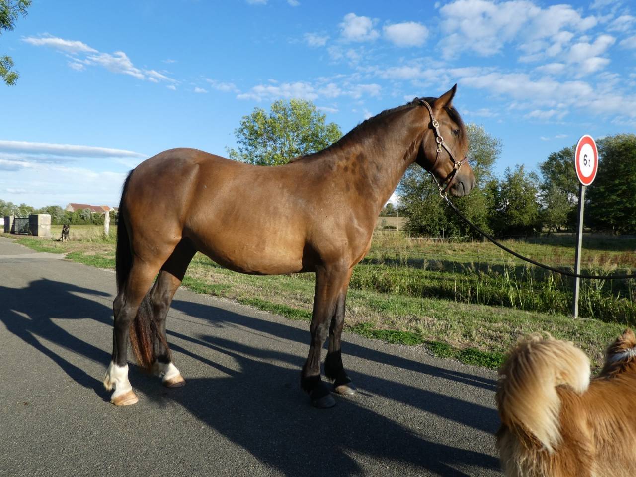 Cheval 4 ans
