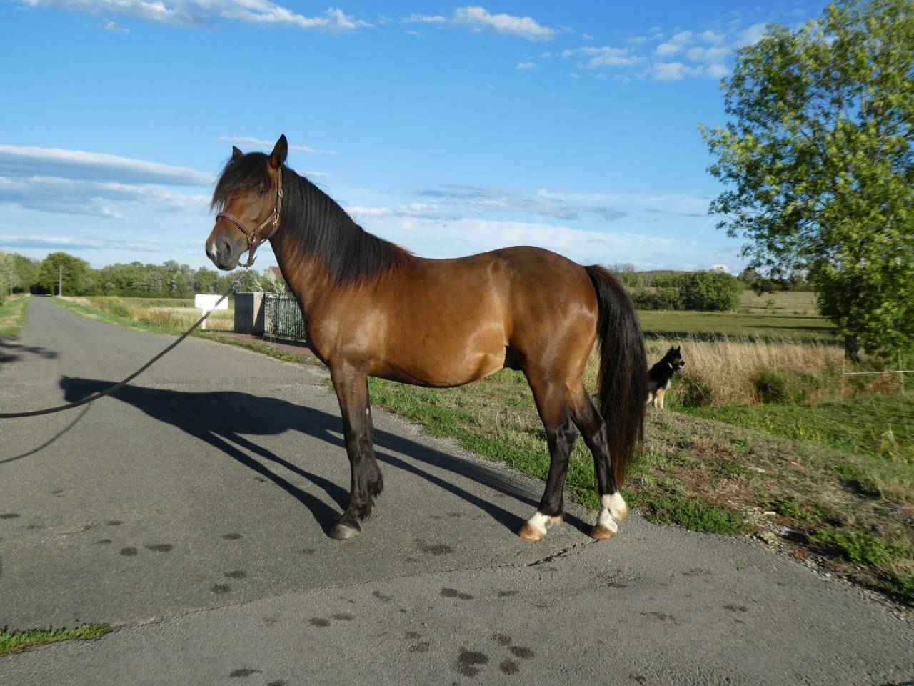 Cheval 4 ans