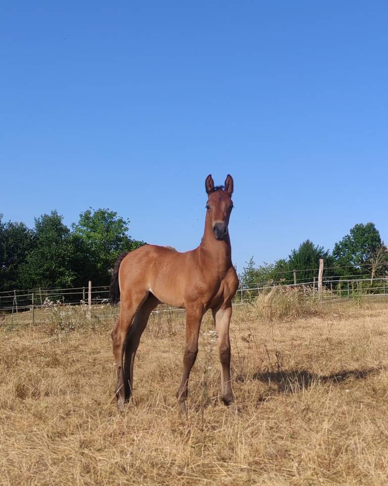Poulain 