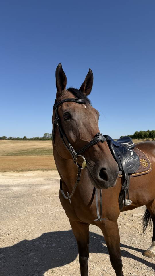Beau cheval &agrave; vendre 