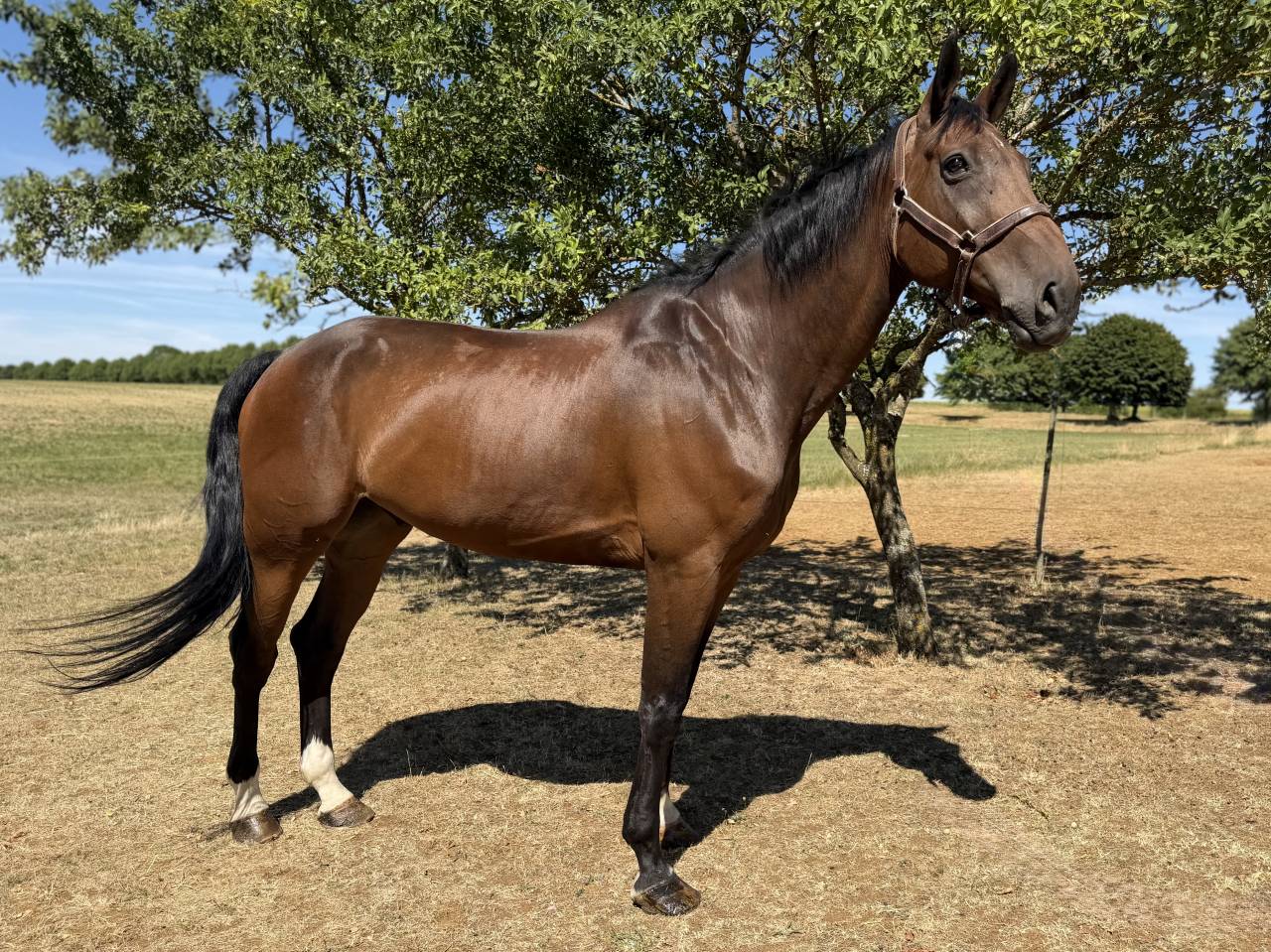 Beau cheval &agrave; vendre 