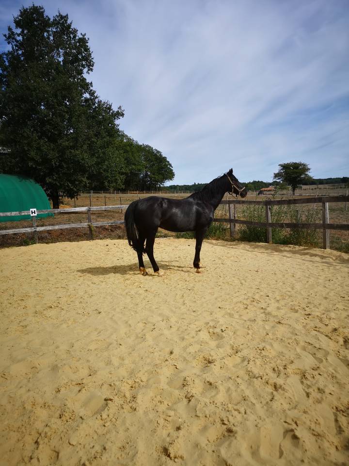 petit cheval noir