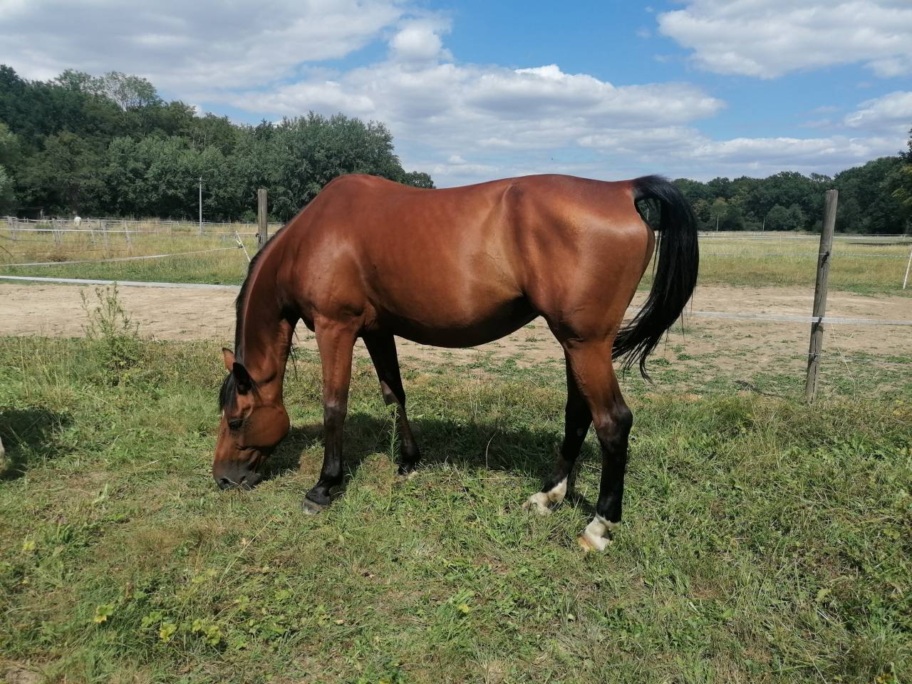 CHEVAL - AUBE - LOISIRS