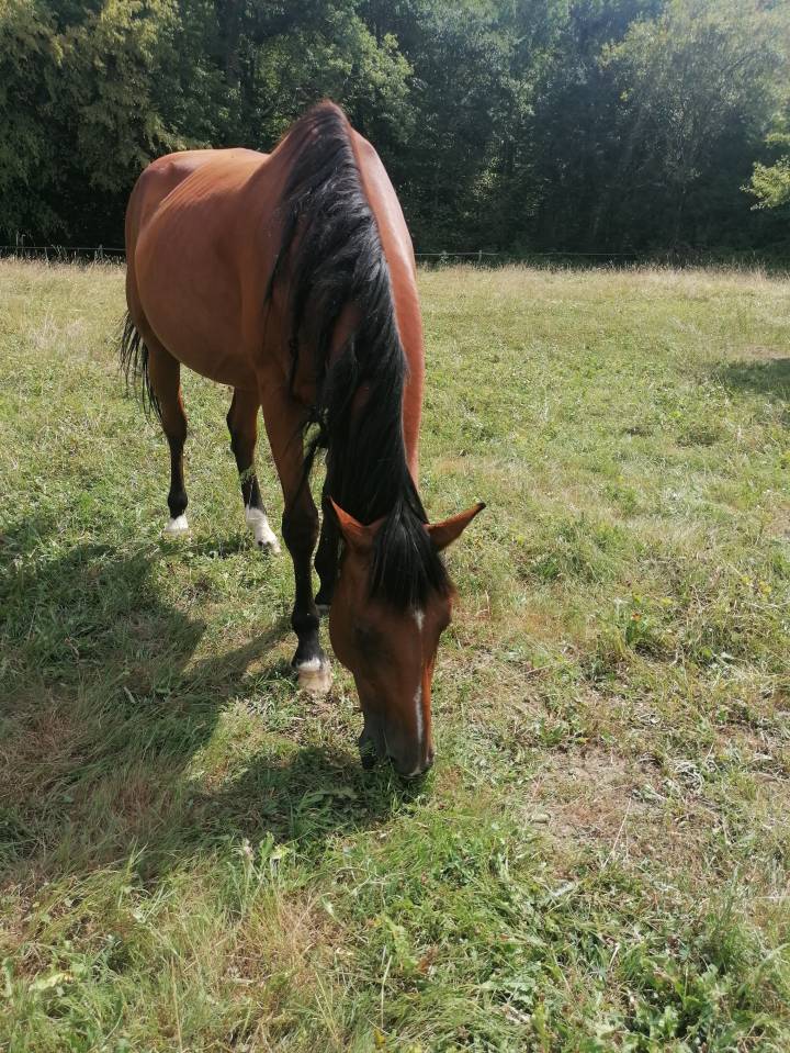 CHEVAL - AUBE - LOISIRS