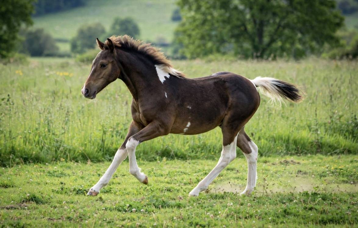 Poulain OC sport/loisir 