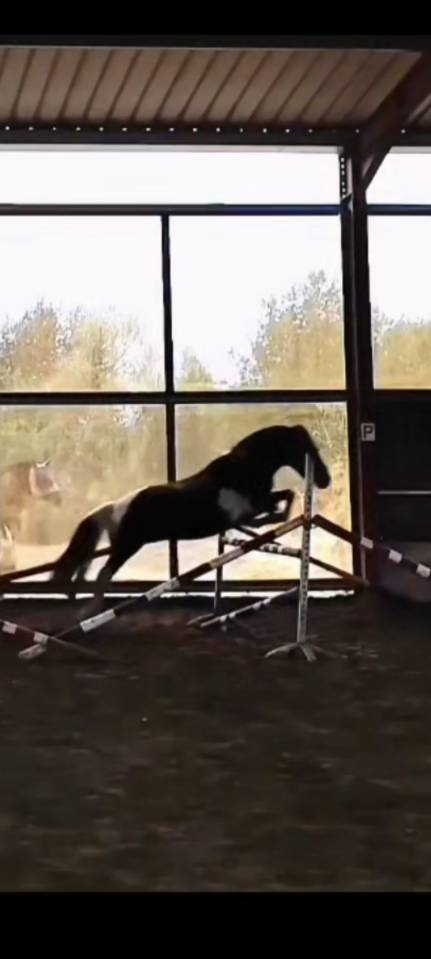 Poney ONC Pottock 