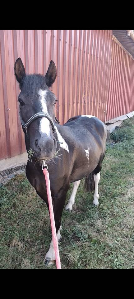 Poney ONC Pottock 