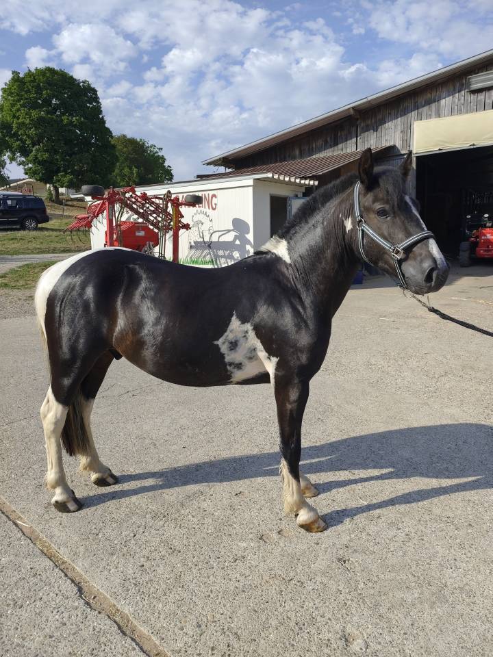 Poney ONC Pottock 