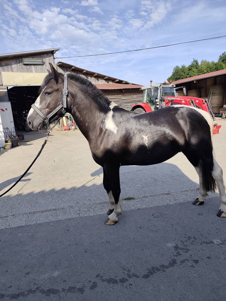Poney ONC Pottock 