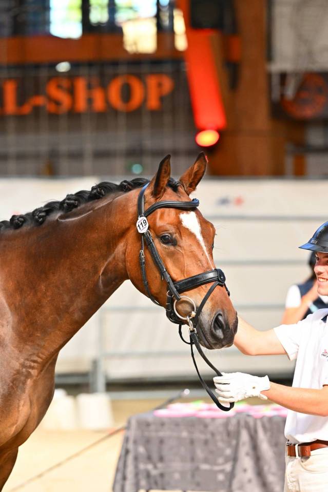 3 ans Dressage