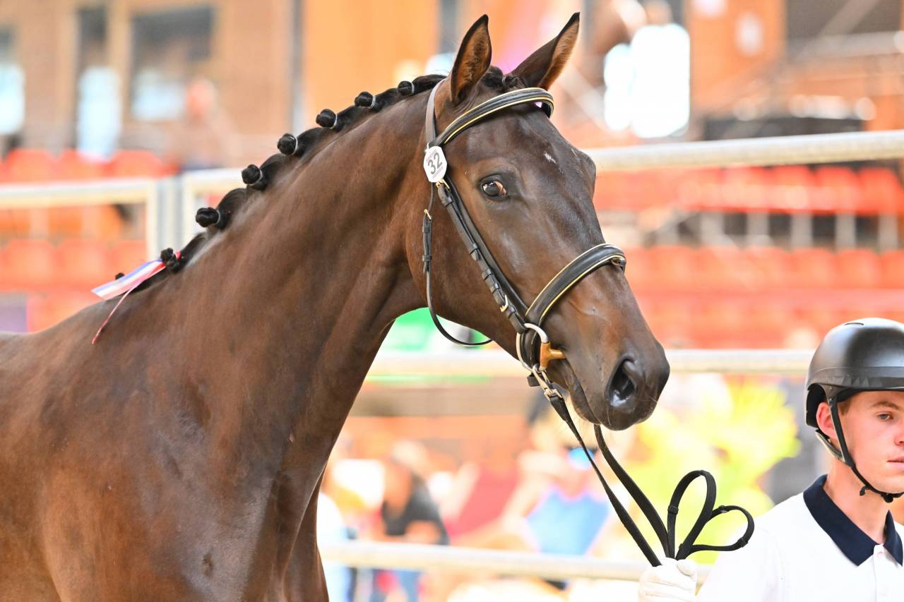 2 ans Dressage 