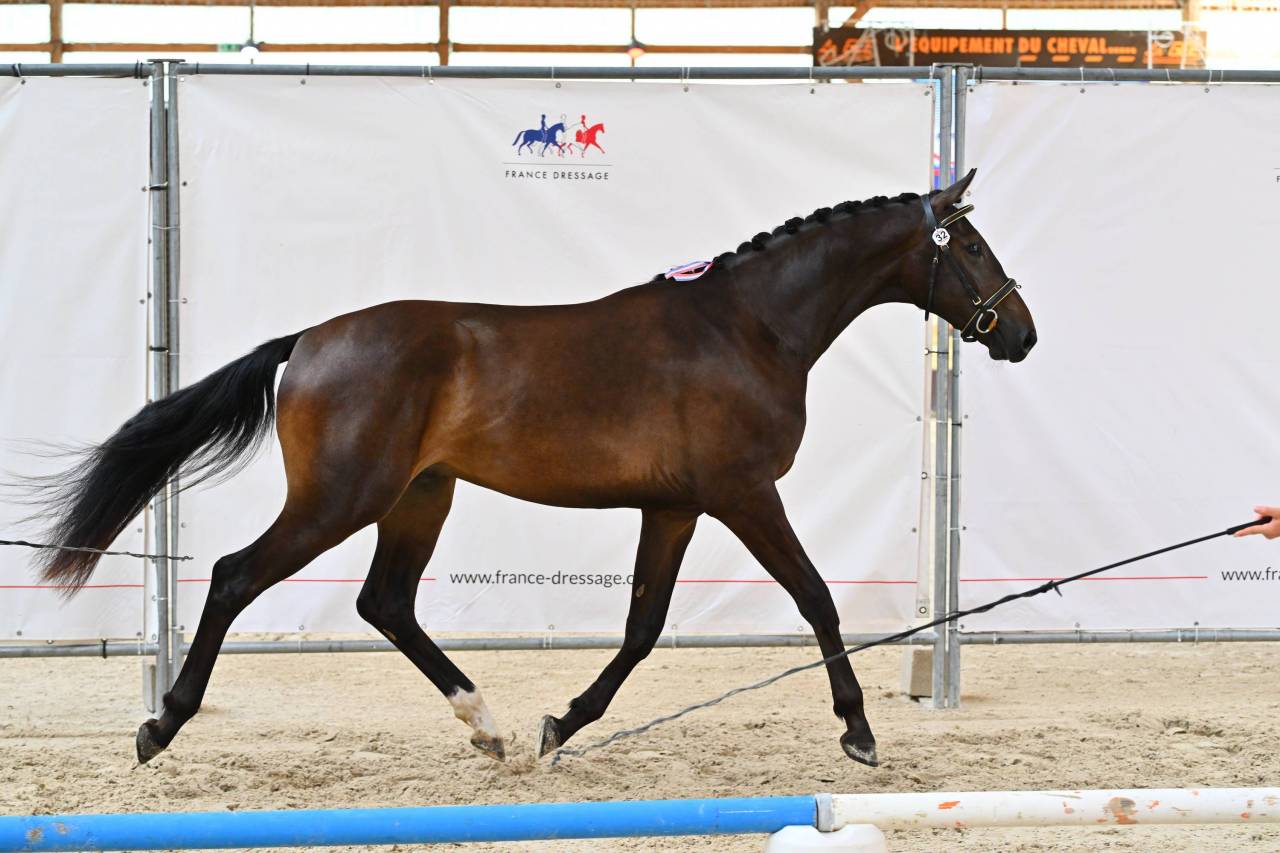 2 ans Dressage 
