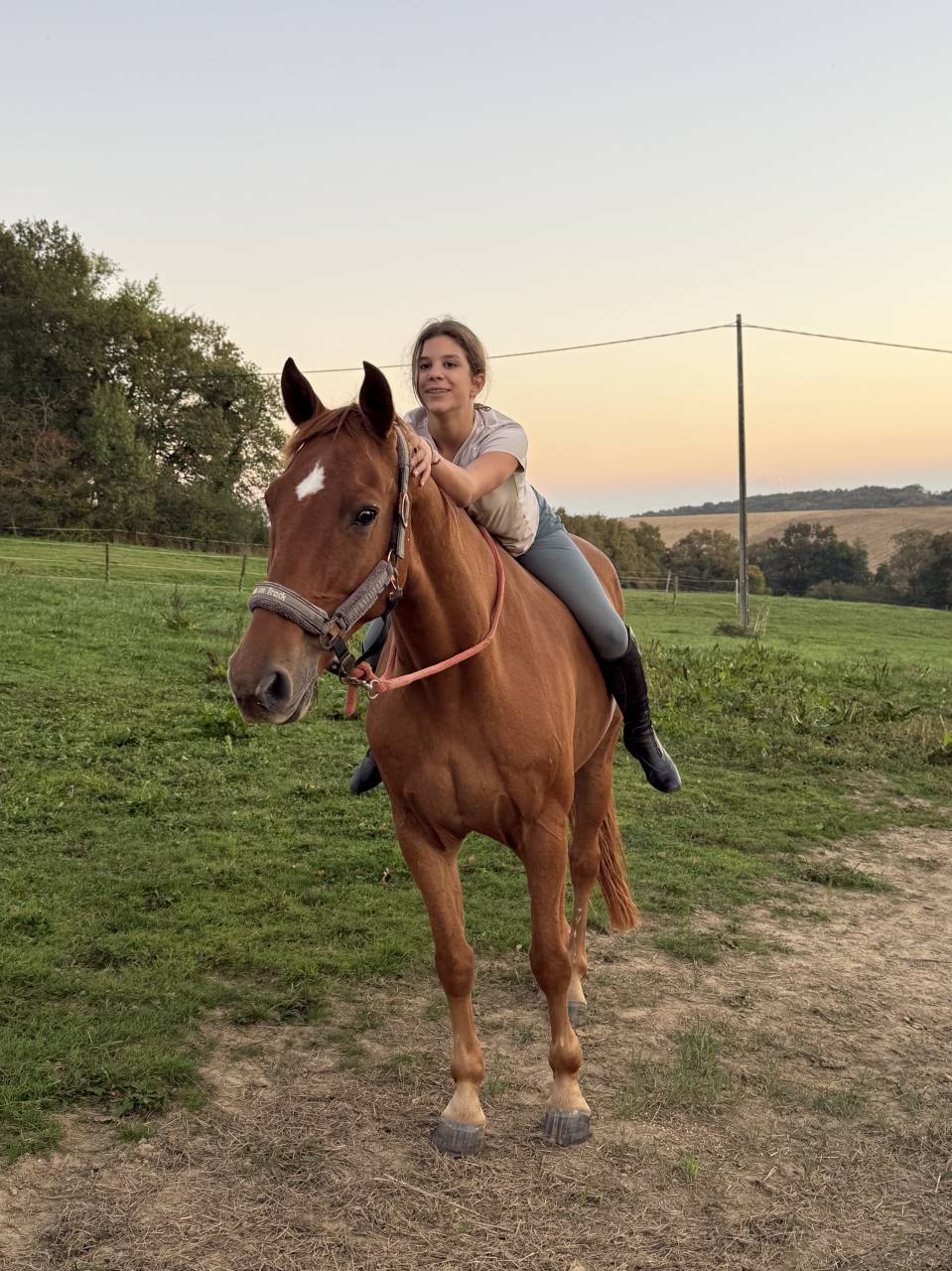 cheval pour compagnie