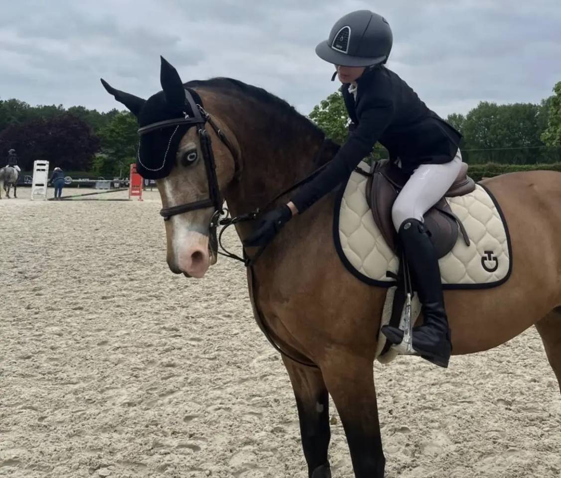 Ponette Welsh D class&eacute;e Poney &Eacute;lite 