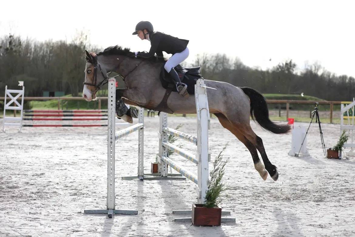 Ponette Welsh D class&eacute;e Poney &Eacute;lite 