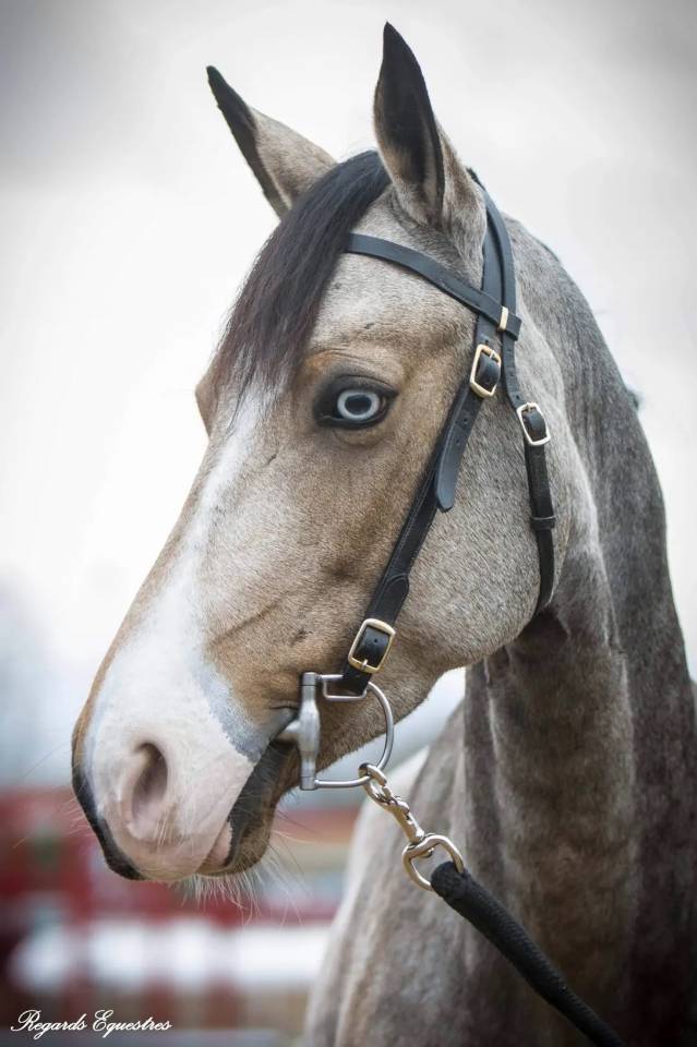 Ponette Welsh D class&eacute;e Poney &Eacute;lite 
