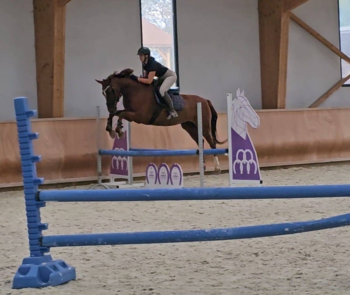Jument 5 ans KWPN LEVI LVD X KENNEDY