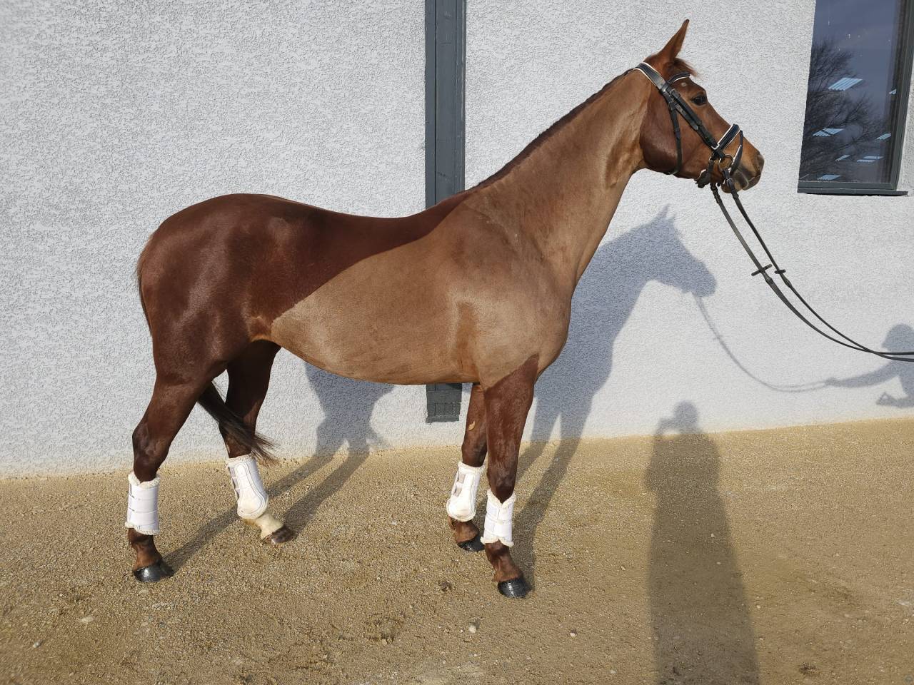 Jument 5 ans KWPN LEVI LVD X KENNEDY