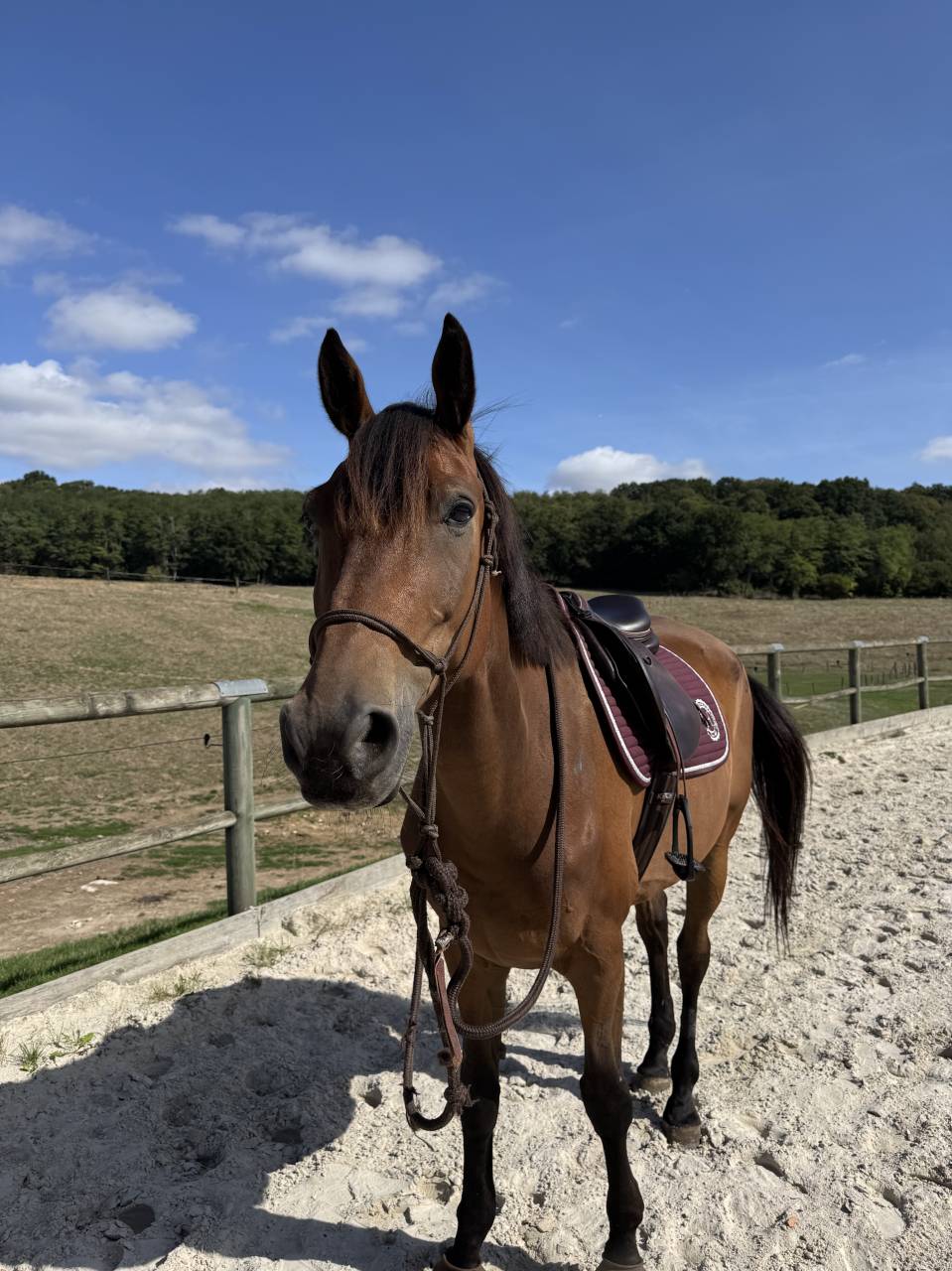 &Agrave; vendre - SF de 12 ans 