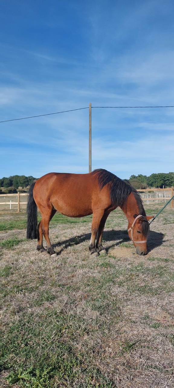ponette de 9 ans, onc poney