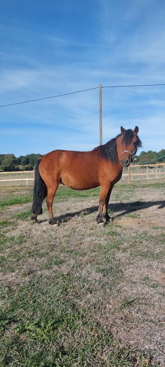 ponette de 9 ans, onc poney