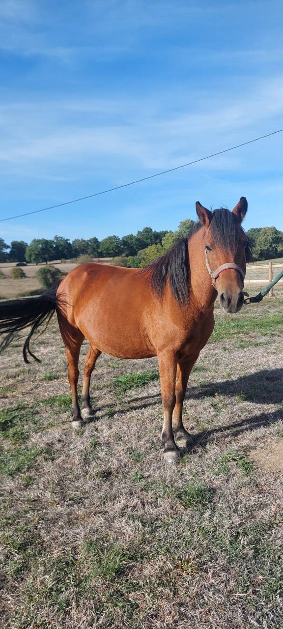 ponette de 9 ans, onc poney