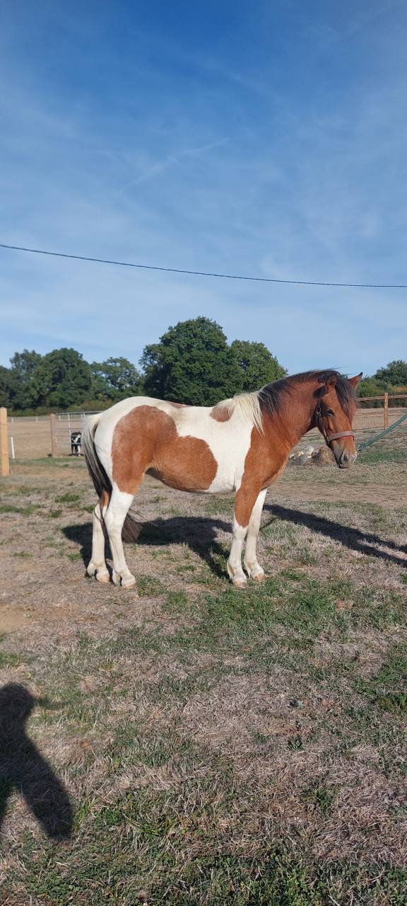 jument  poney 2 ans et demi