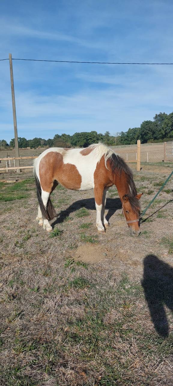 jument  poney 2 ans et demi