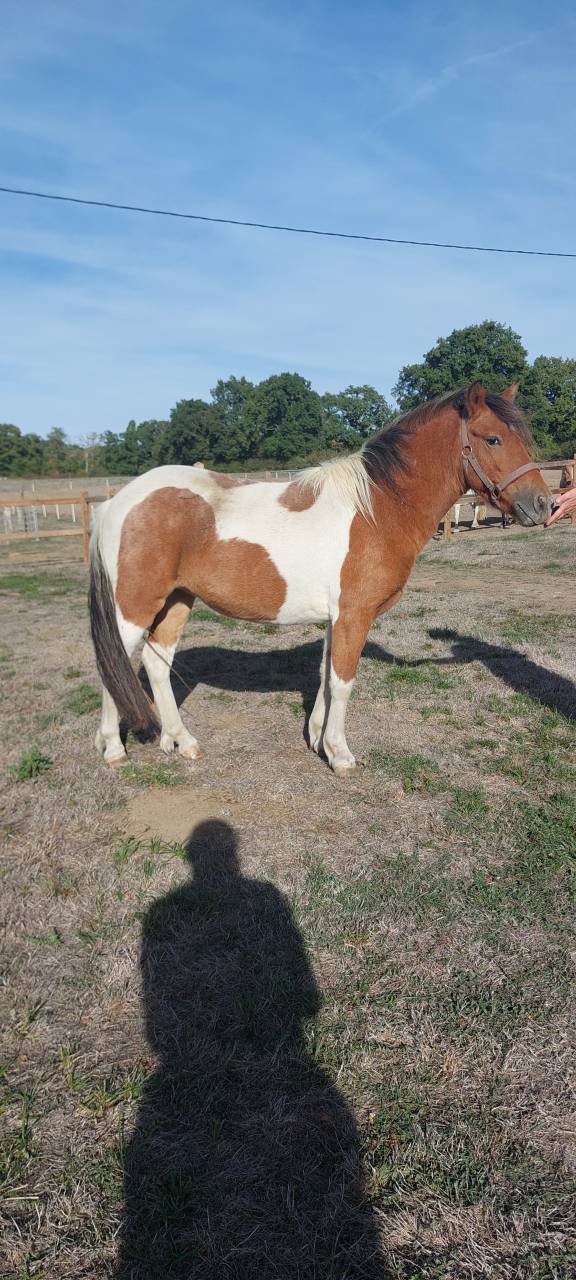 jument  poney 2 ans et demi
