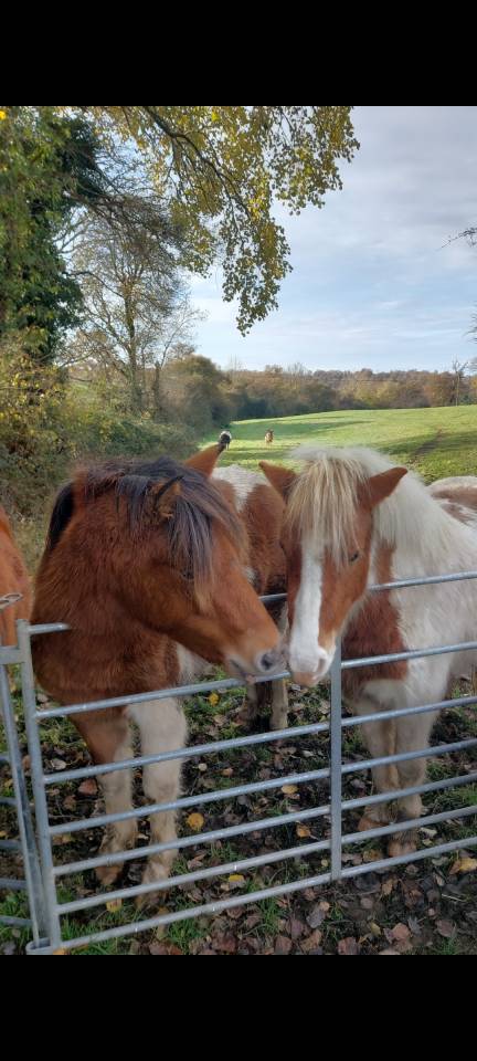 jument  poney 2 ans et demi