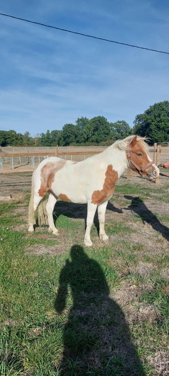 poney jument 3ans et demi