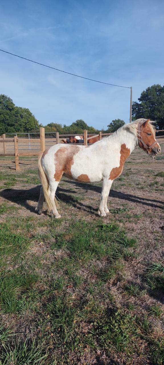 poney jument 3ans et demi
