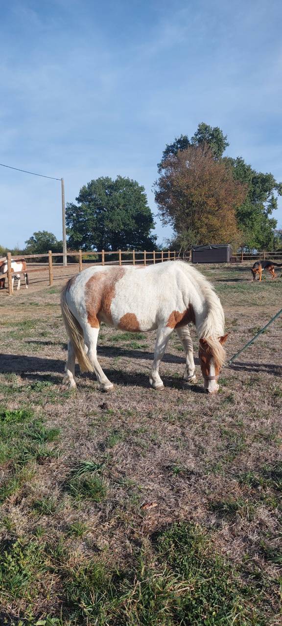 poney jument 3ans et demi