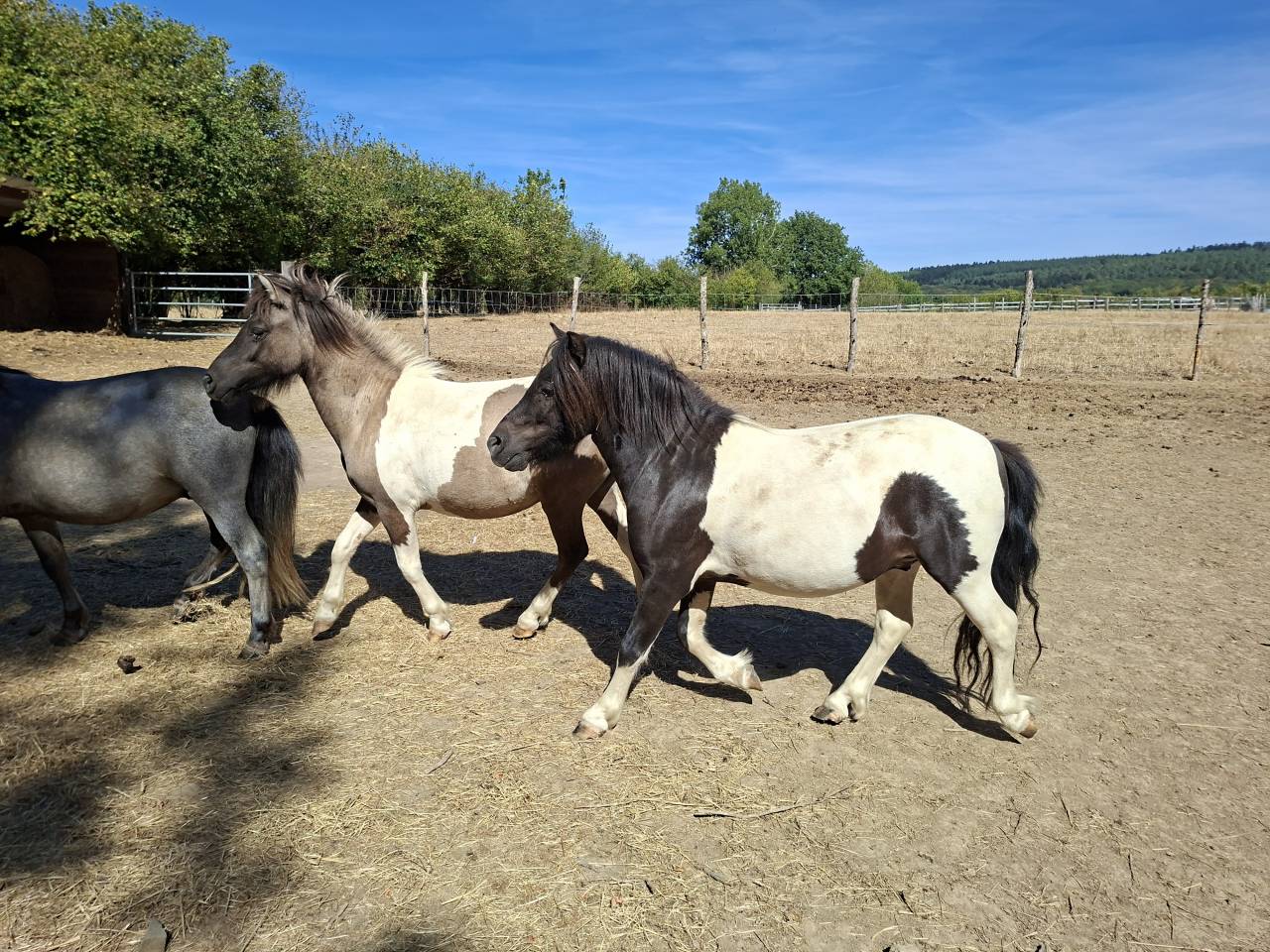 Plusieurs poneys Shetland disponibles 