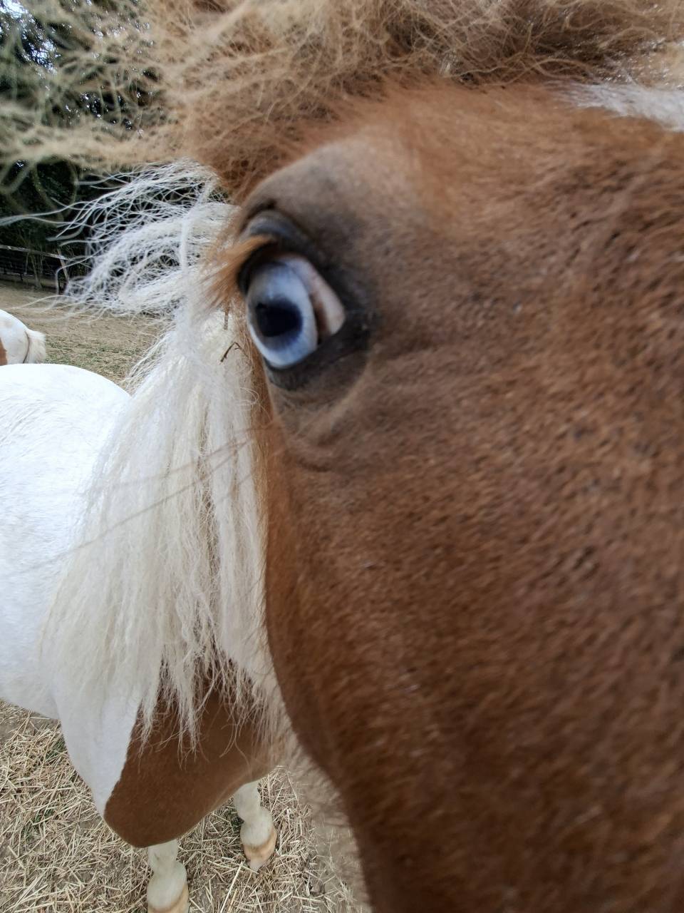 Plusieurs poneys Shetland disponibles 