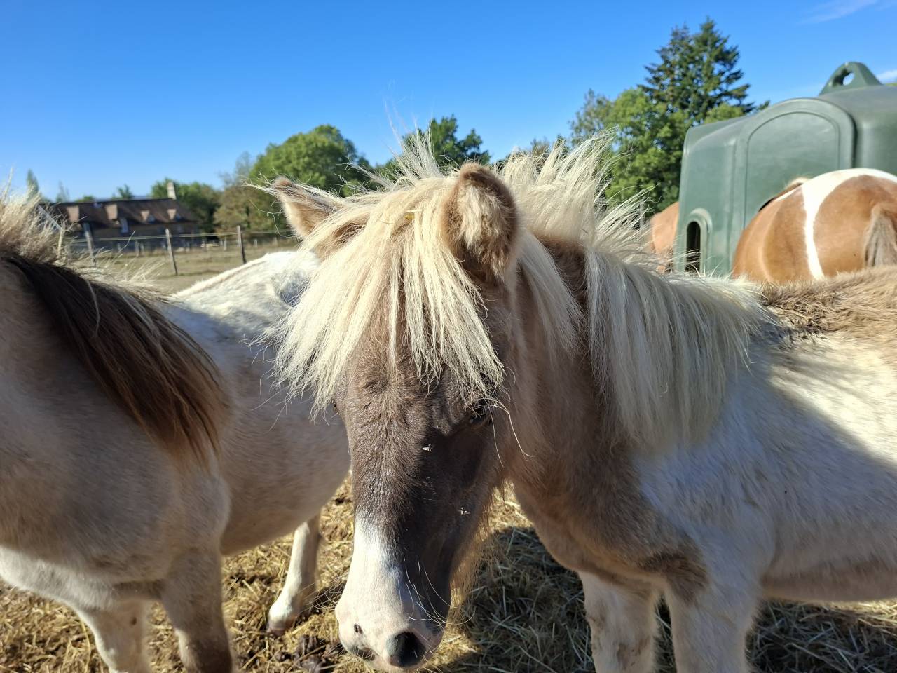 Plusieurs poneys Shetland disponibles 