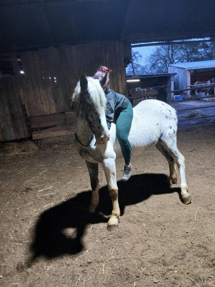 Appaloosa &Agrave; vendre - NAOS jeune de 4 ans 