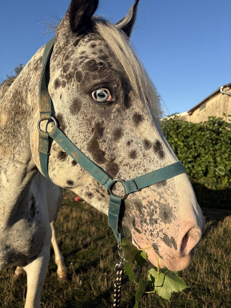 Appaloosa &Agrave; vendre - NAOS jeune de 4 ans 