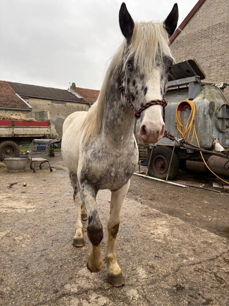 Appaloosa &Agrave; vendre - NAOS jeune de 4 ans 
