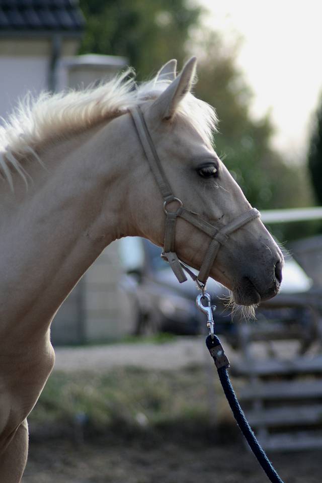 Poulain m&acirc;le SBS sport 