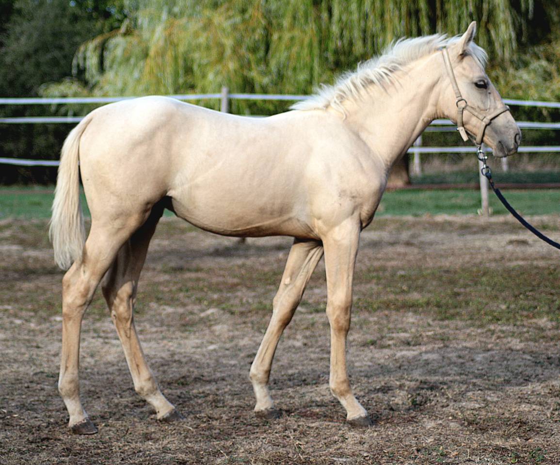 Poulain m&acirc;le SBS sport 