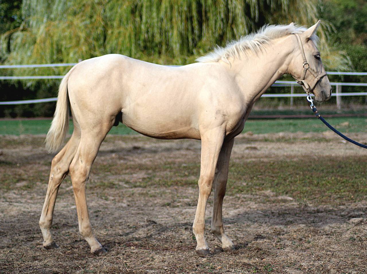 Poulain m&acirc;le SBS sport 